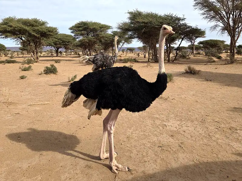 Ostrich Encounter