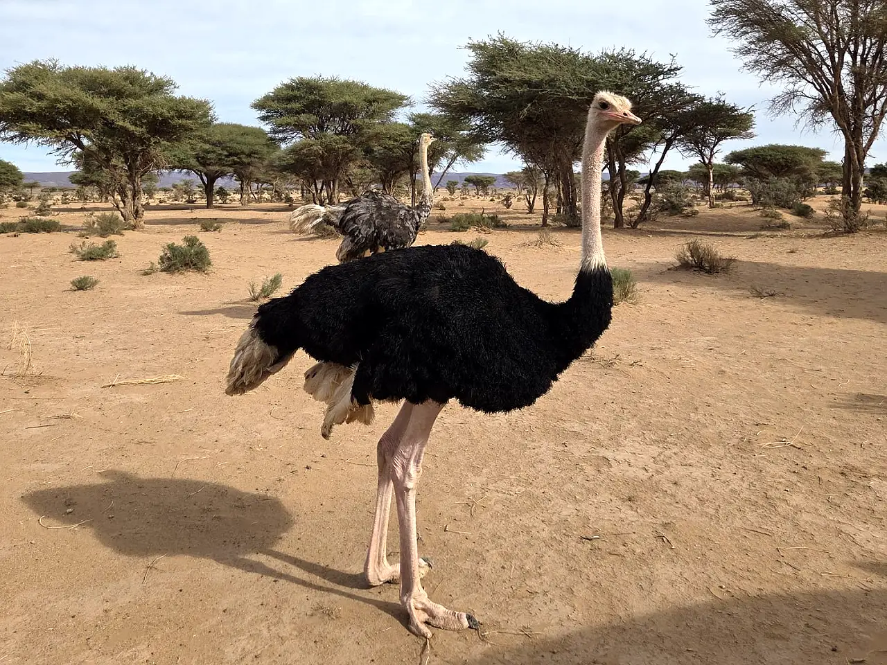 Ostrich Encounter
