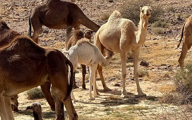 Merzouga vs Zagora: Which Desert Gateway?