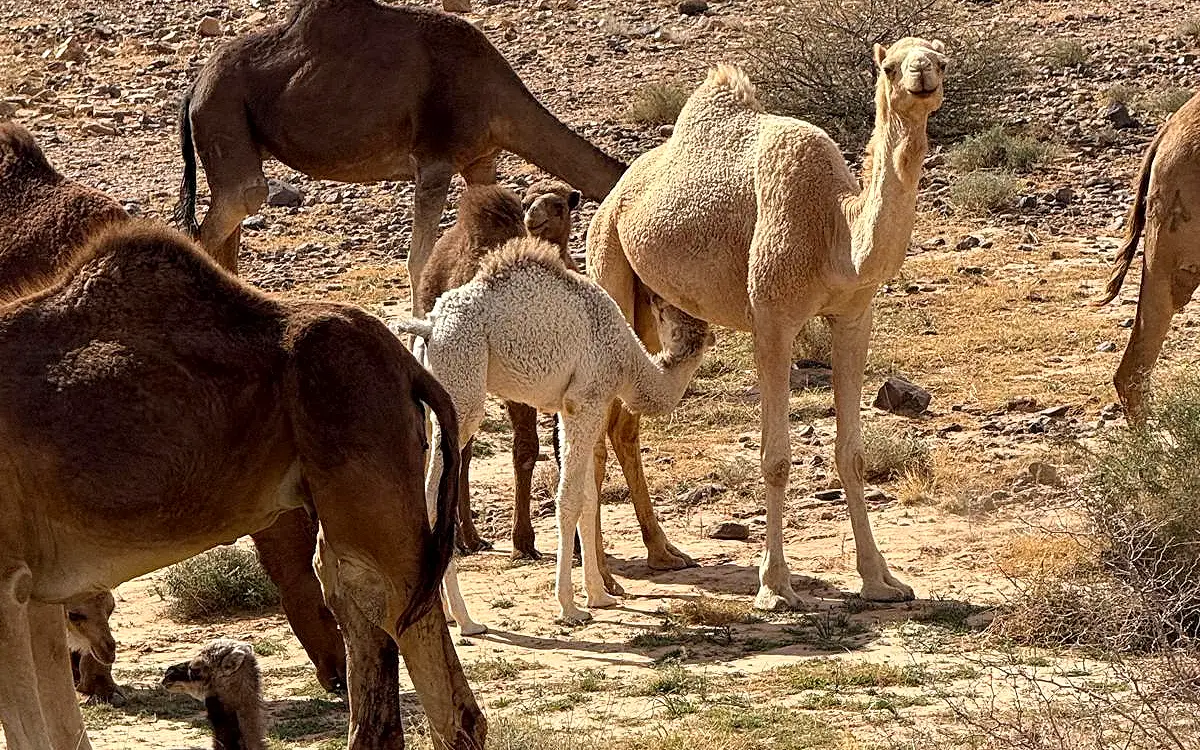 Merzouga vs Zagora: Which Desert Gateway?