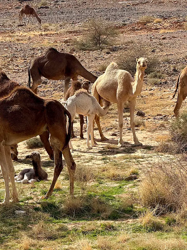 Zagora — Gateway to the Sahara