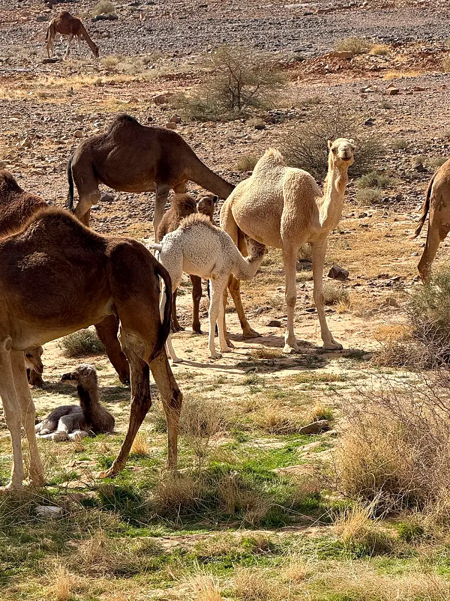 Zagora — Gateway to the Sahara
